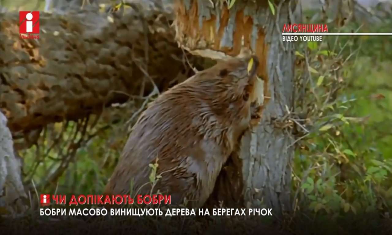 На Лисянщині бобри спричинили справжні екологічні проблеми (ВІДЕО)